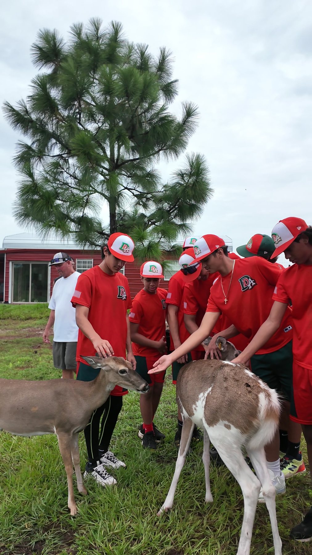 Deer on the DDLA farm